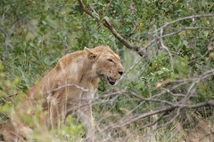 Panthera leo
